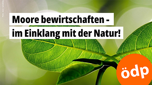 Eine Detailaufnahme symmetrisch angeordneter grüner Blätter 