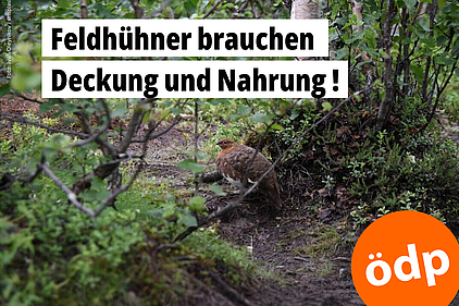 Ein Rebhuhn ist durch seine Tarnfarbe im Gehölz kaum zu entdecken