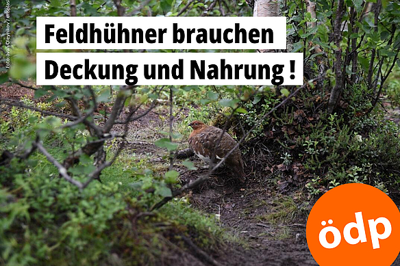 Ein Rebhuhn ist durch seine Tarnfarbe im Gehölz kaum zu entdecken