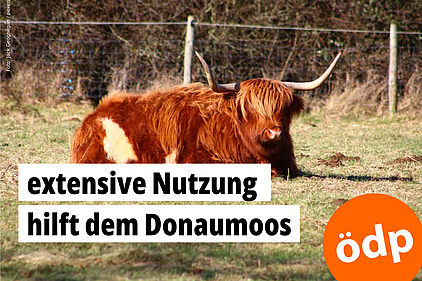 Ein Wasserbüffel ruht liegend auf einer Weidefläche