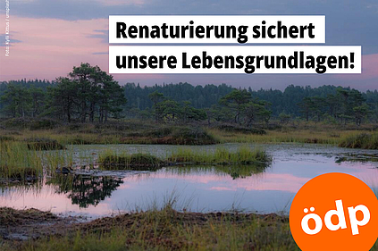 Eine Moorlandschaft im Abendlicht