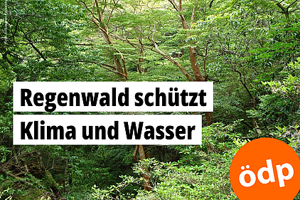 Foto von Bäumen im Regenwald