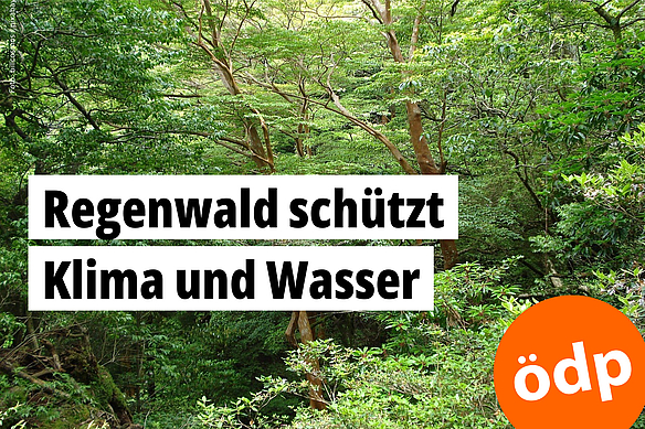 Foto von Bäumen im Regenwald