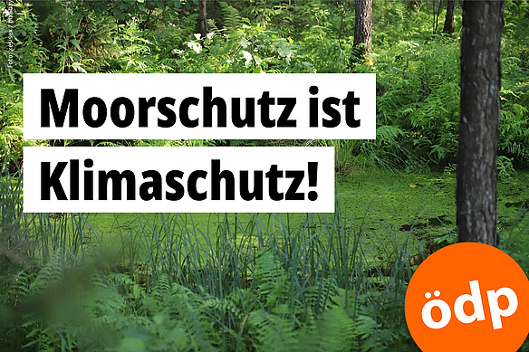 Ein Moortümpel im Wald