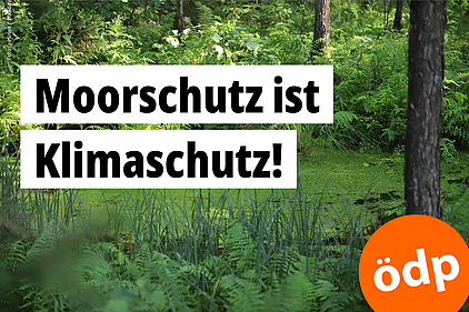 Ein Moortümpel im Wald