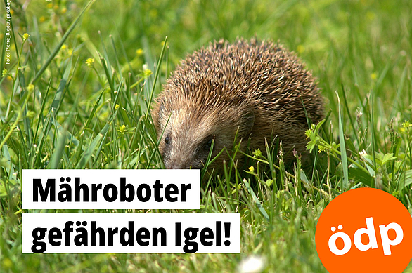 Ein Igel auf einer Rasenfläche