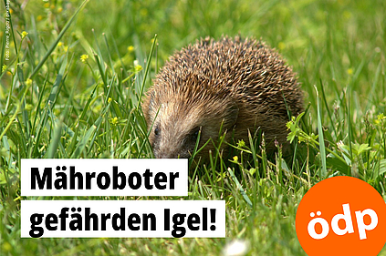 Ein Igel auf einer Rasenfläche