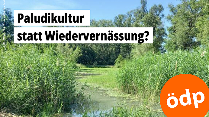 Moorlandschaft mit Paludikultur-Bepflanzung