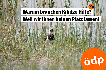 Ein Kibitz in hohem trockenen Gras